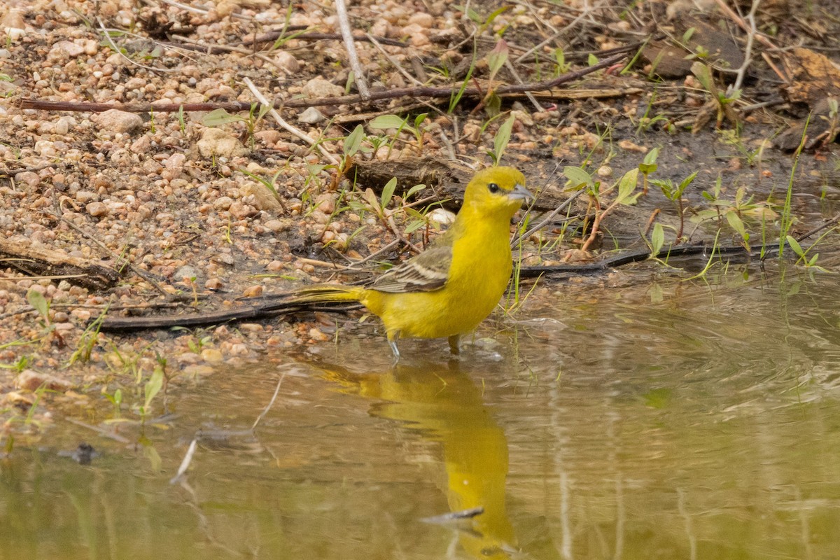 Baltimore Oriole - ML619443801