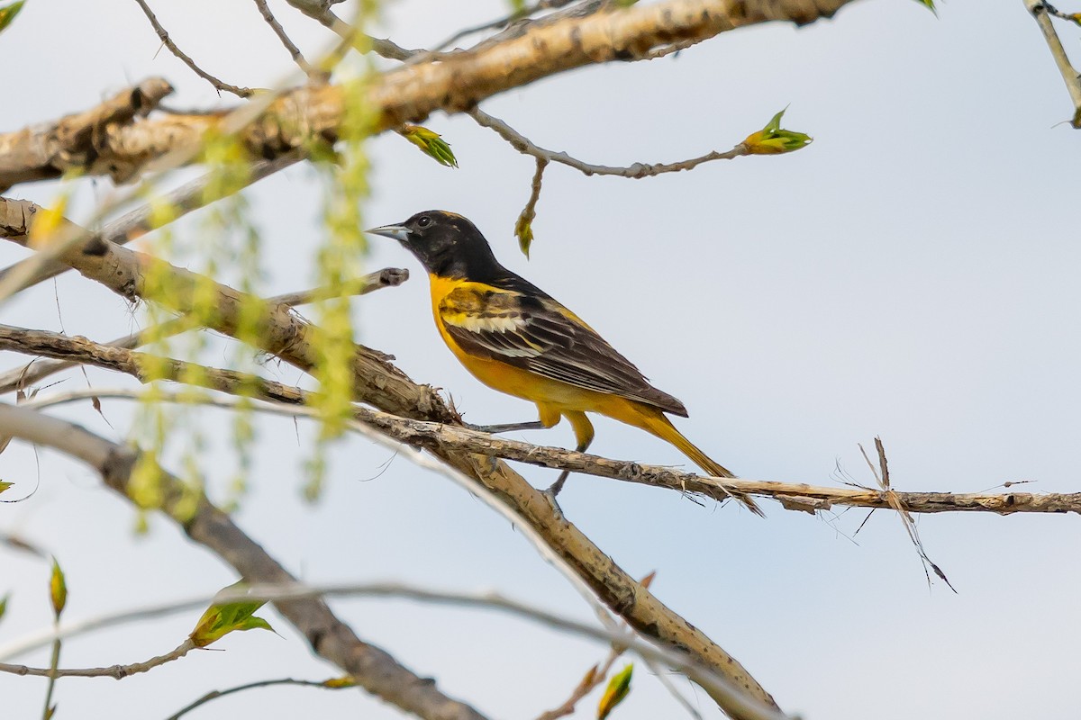 Baltimore Oriole - ML619443804