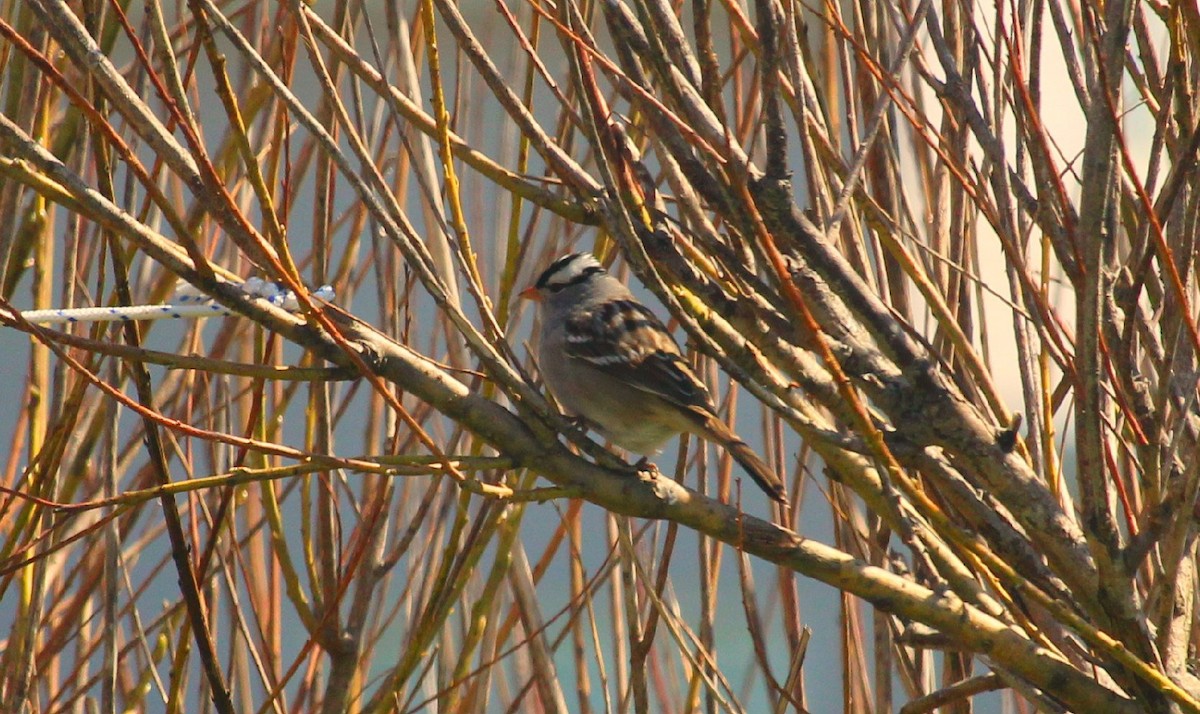 White-crowned Sparrow - ML619443809