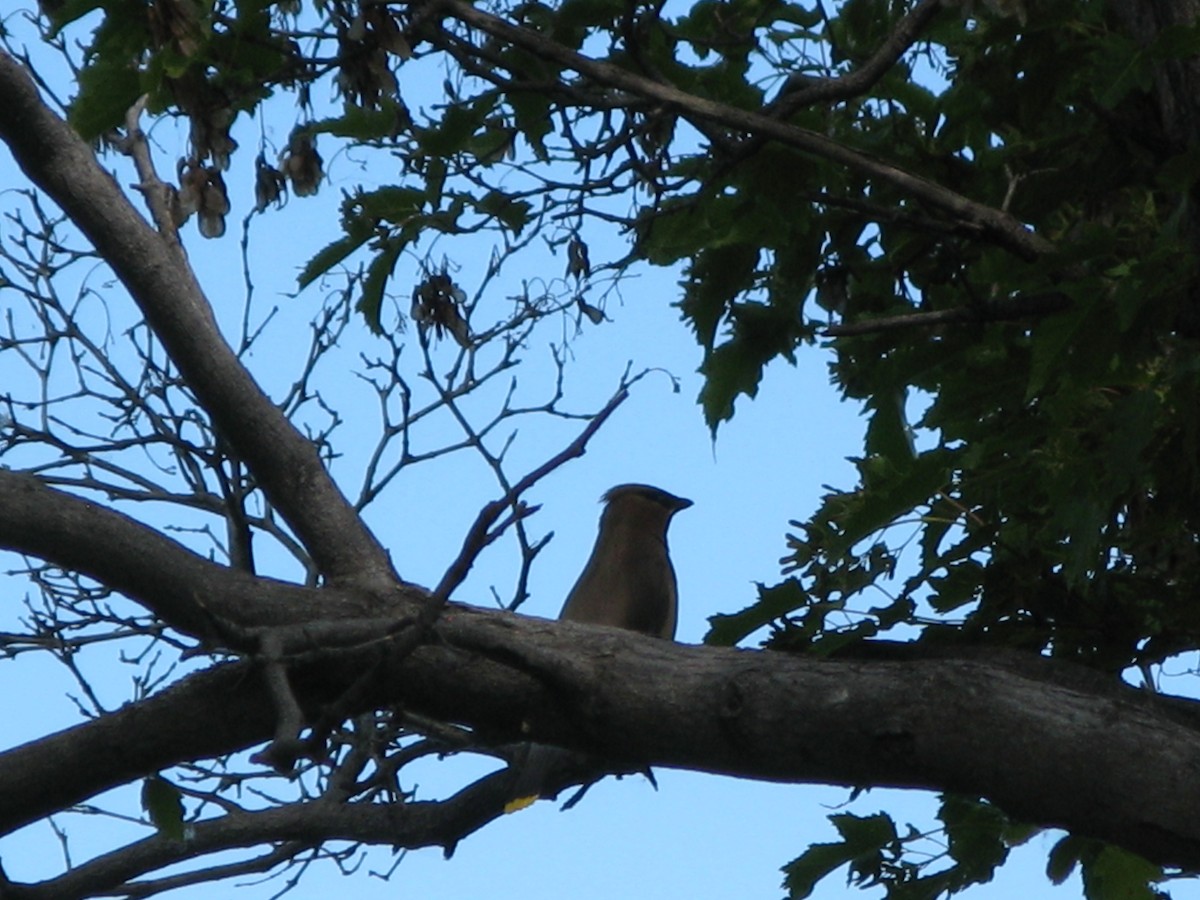 Cedar Waxwing - ML61944381