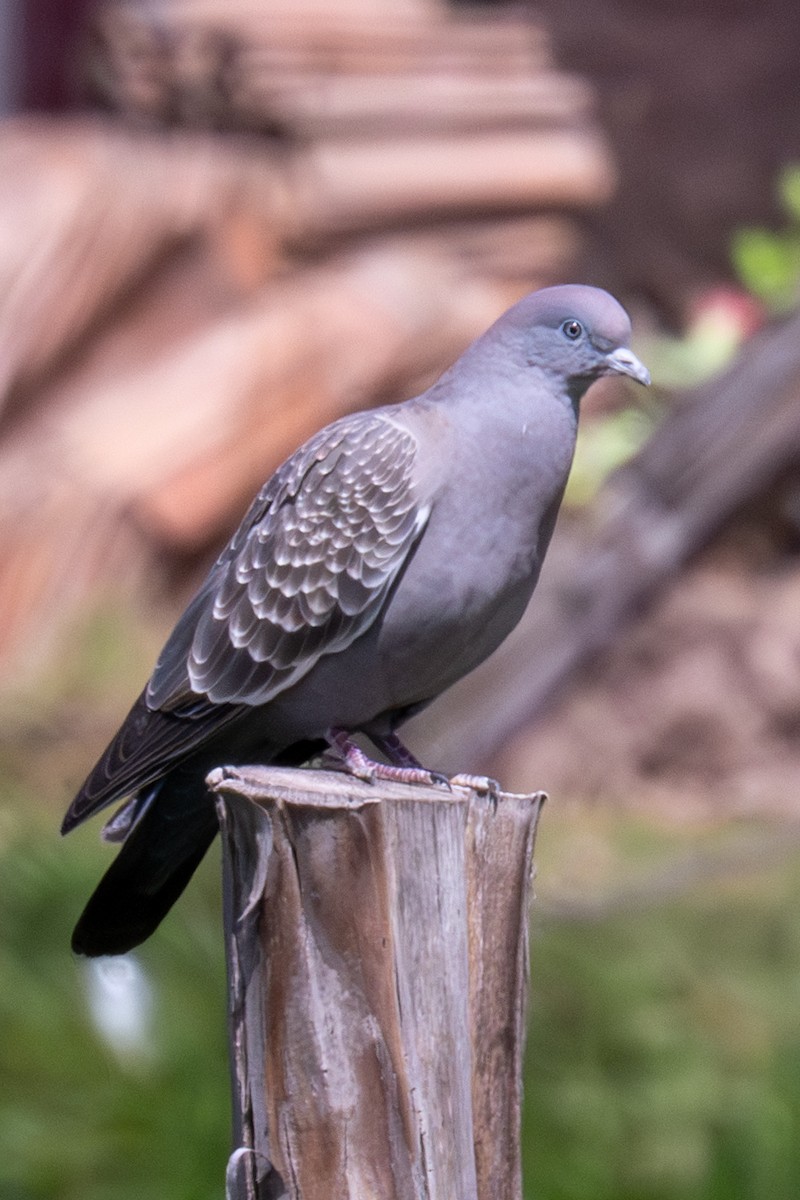 Spot-winged Pigeon - Gerhard Josef Bauer