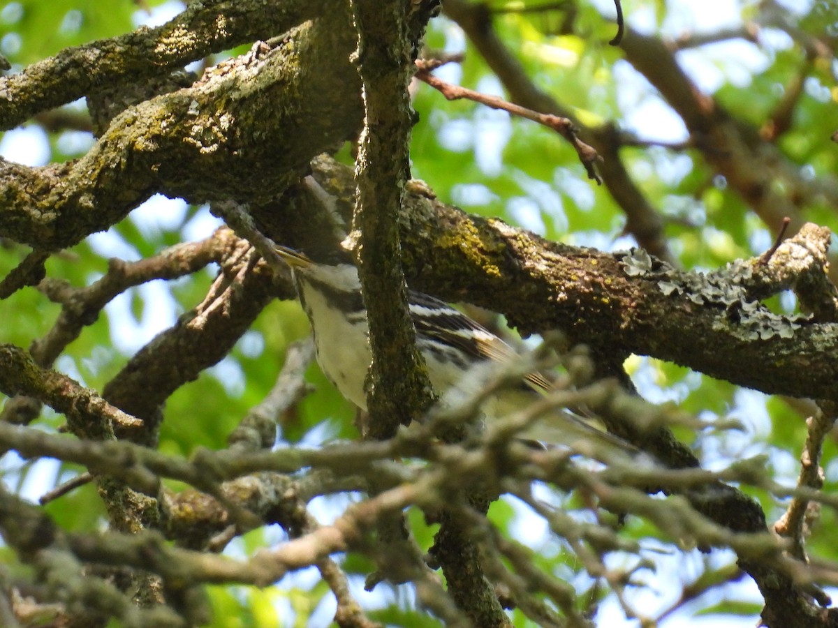 Blackpoll Warbler - Riley Saxton