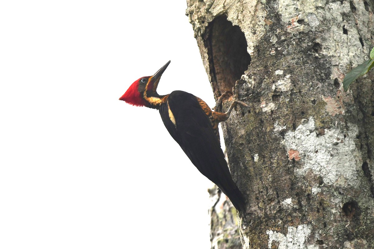 Lineated Woodpecker - Dan Bormann