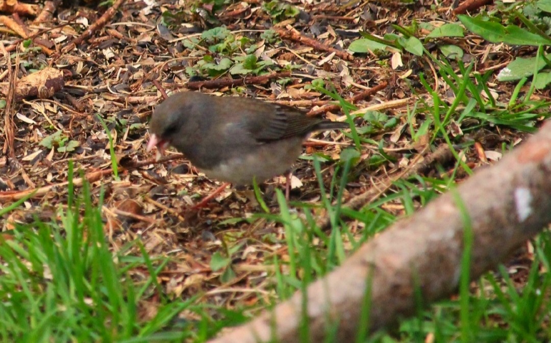 Dark-eyed Junco - Dorina Déraspe