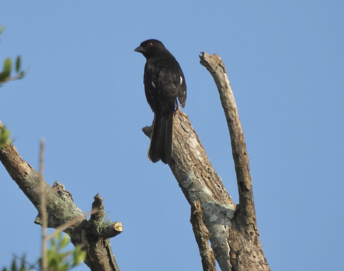 Eastern Towhee - Mary Mehaffey