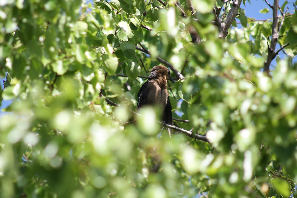 Great-tailed Grackle - Hayley Miles