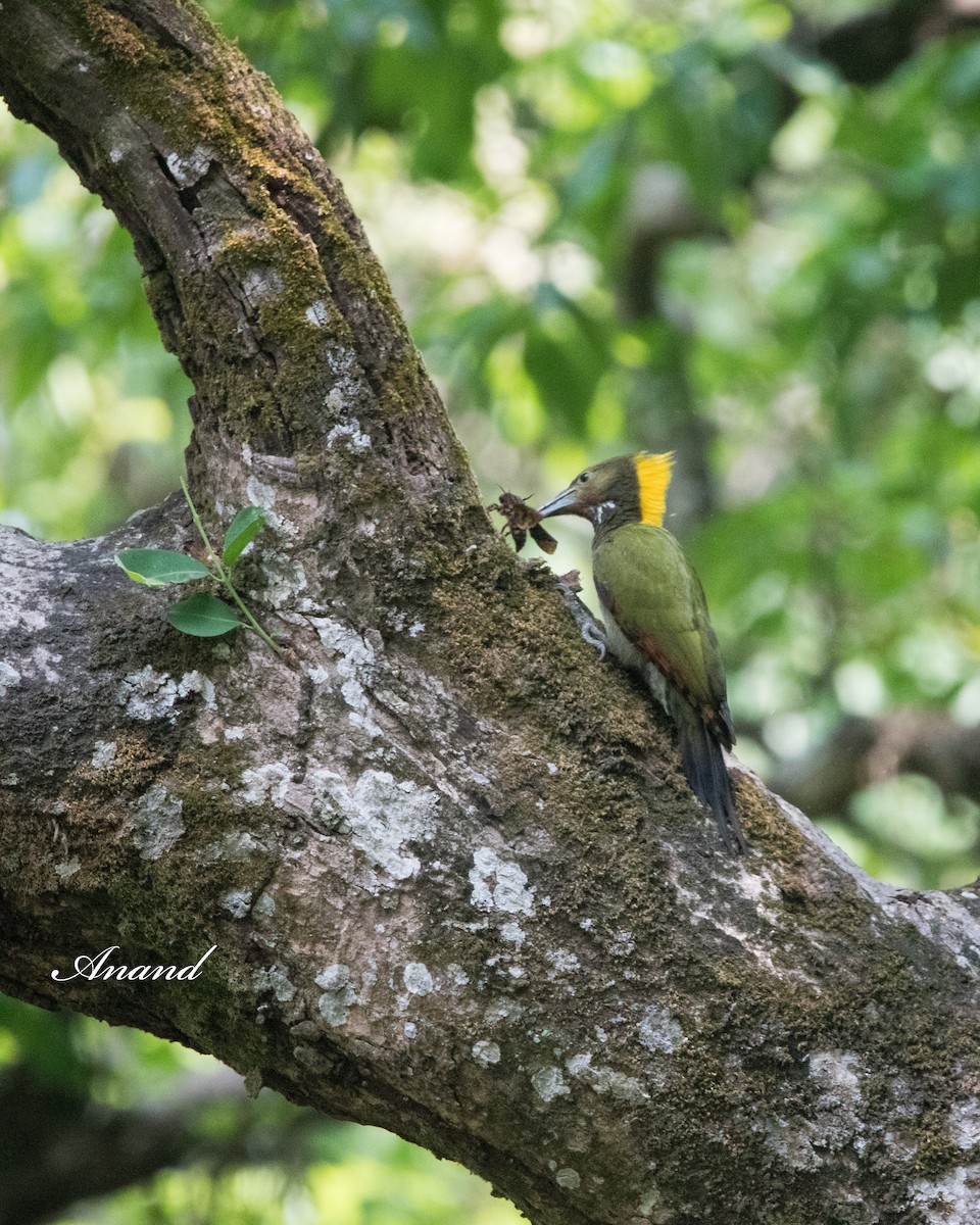 Greater Yellownape - Anand Singh