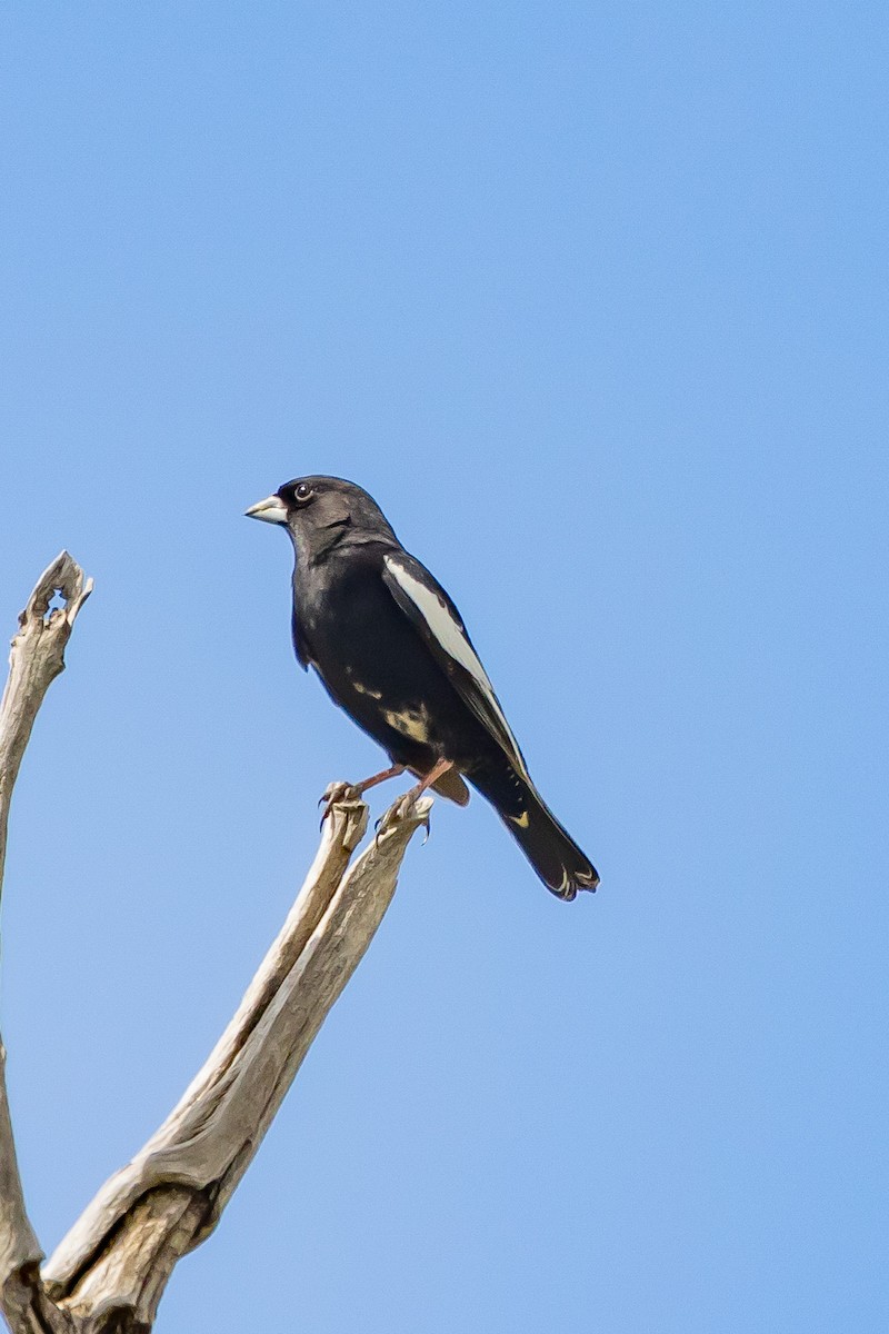 Lark Bunting - Gordon Starkebaum