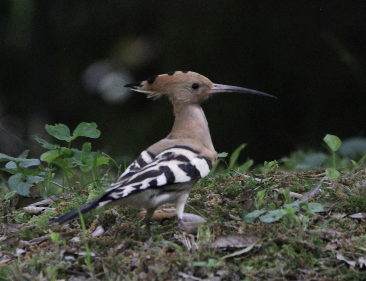 Eurasian Hoopoe - Randy Maharaj