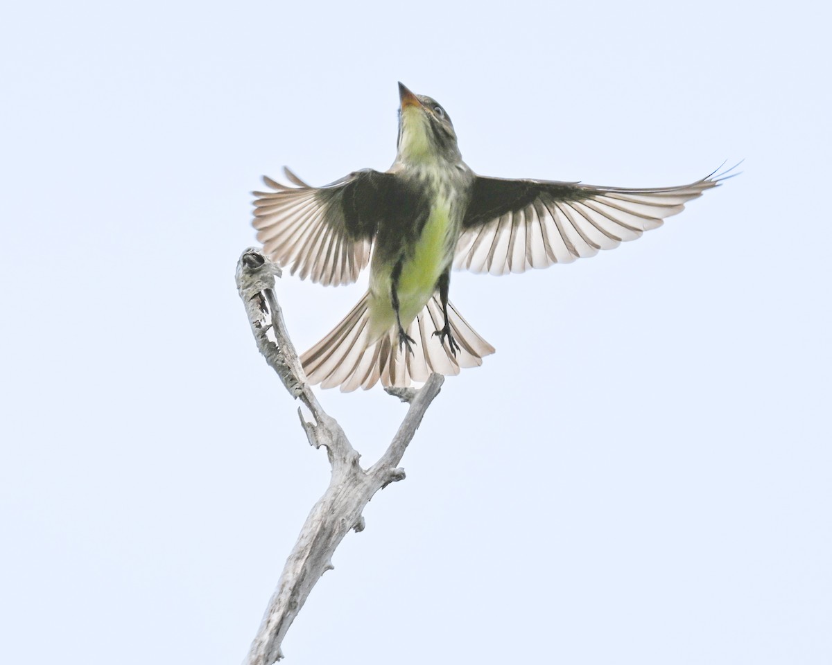 Olive-sided Flycatcher - Lisa Miller