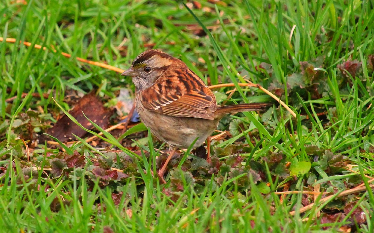 Swamp Sparrow - Dorina Déraspe