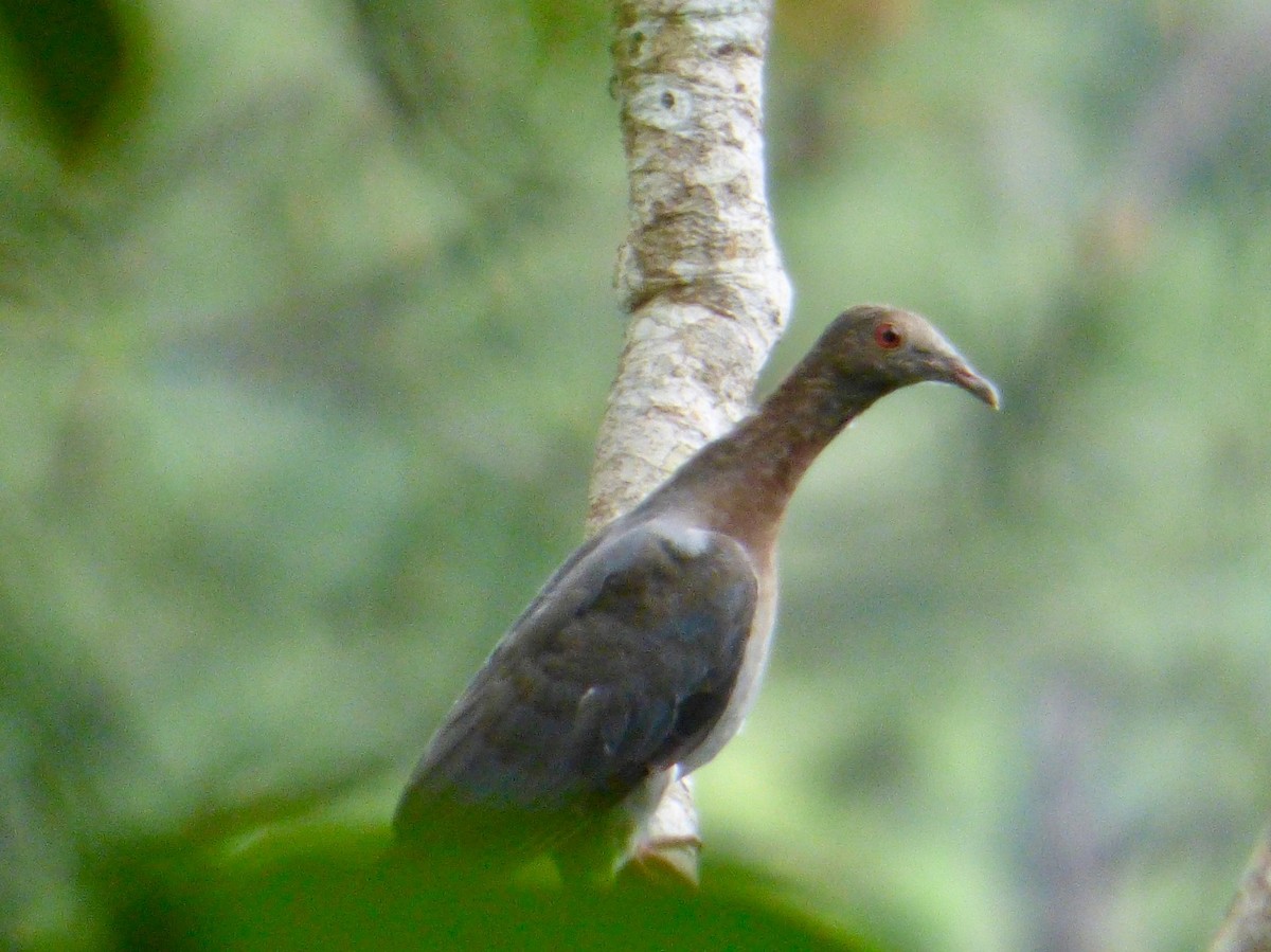 Scaly-naped Pigeon - Juan Carlos Lobaina