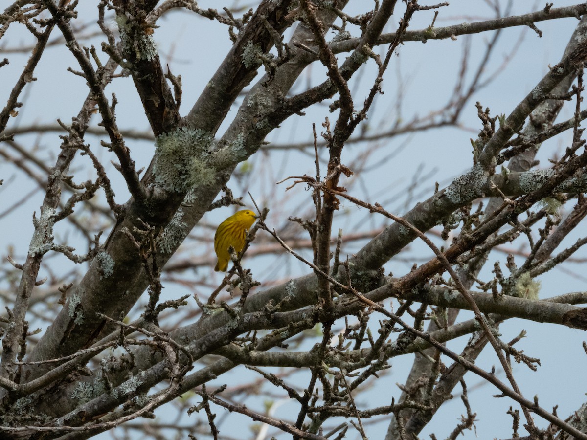 Yellow Warbler - Patrick Kramer