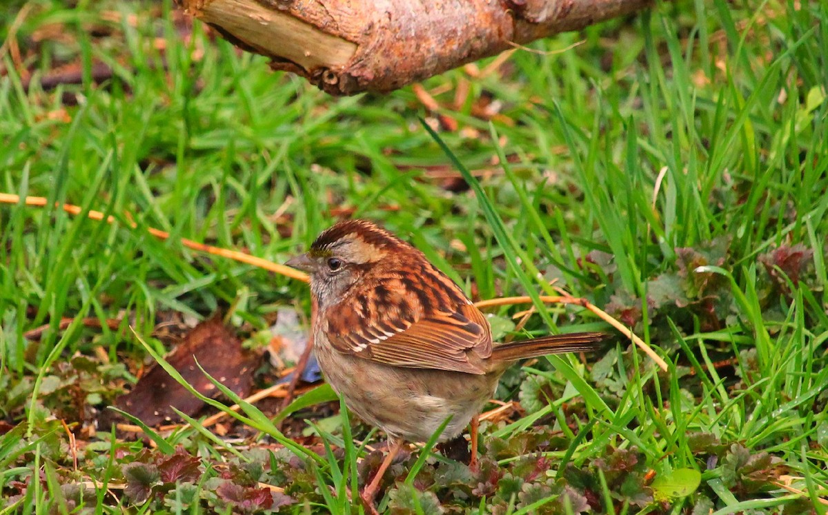 Swamp Sparrow - Dorina Déraspe