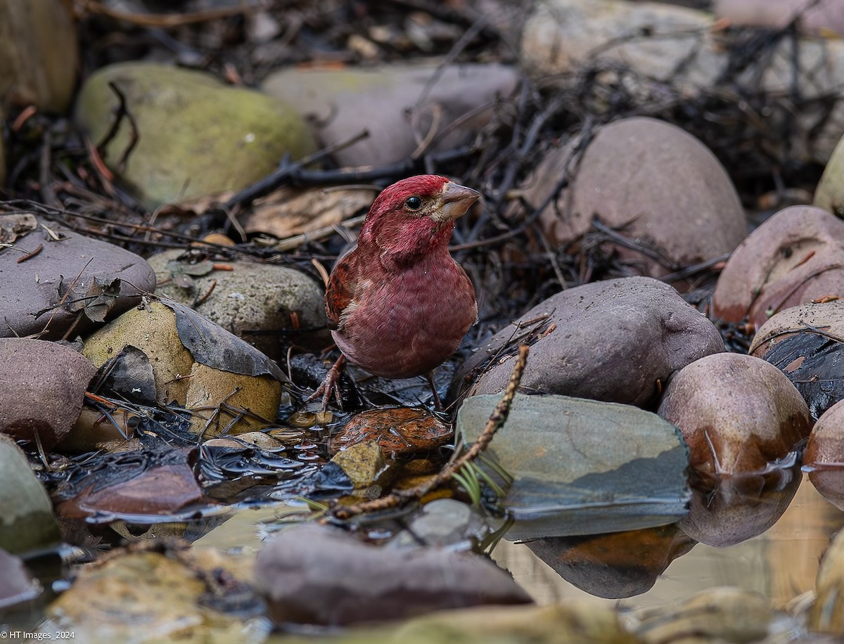 Purple Finch - ML619443852