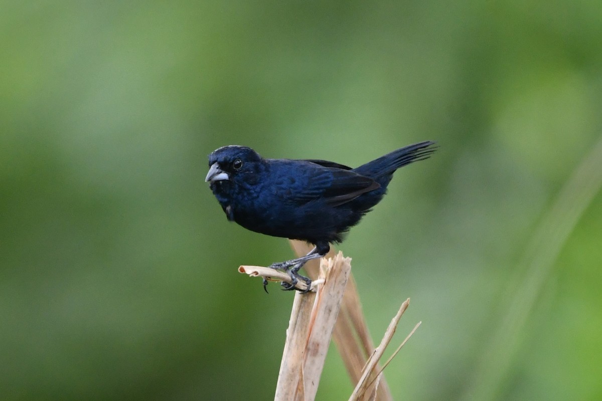 Blue-black Grassquit - Dan Bormann