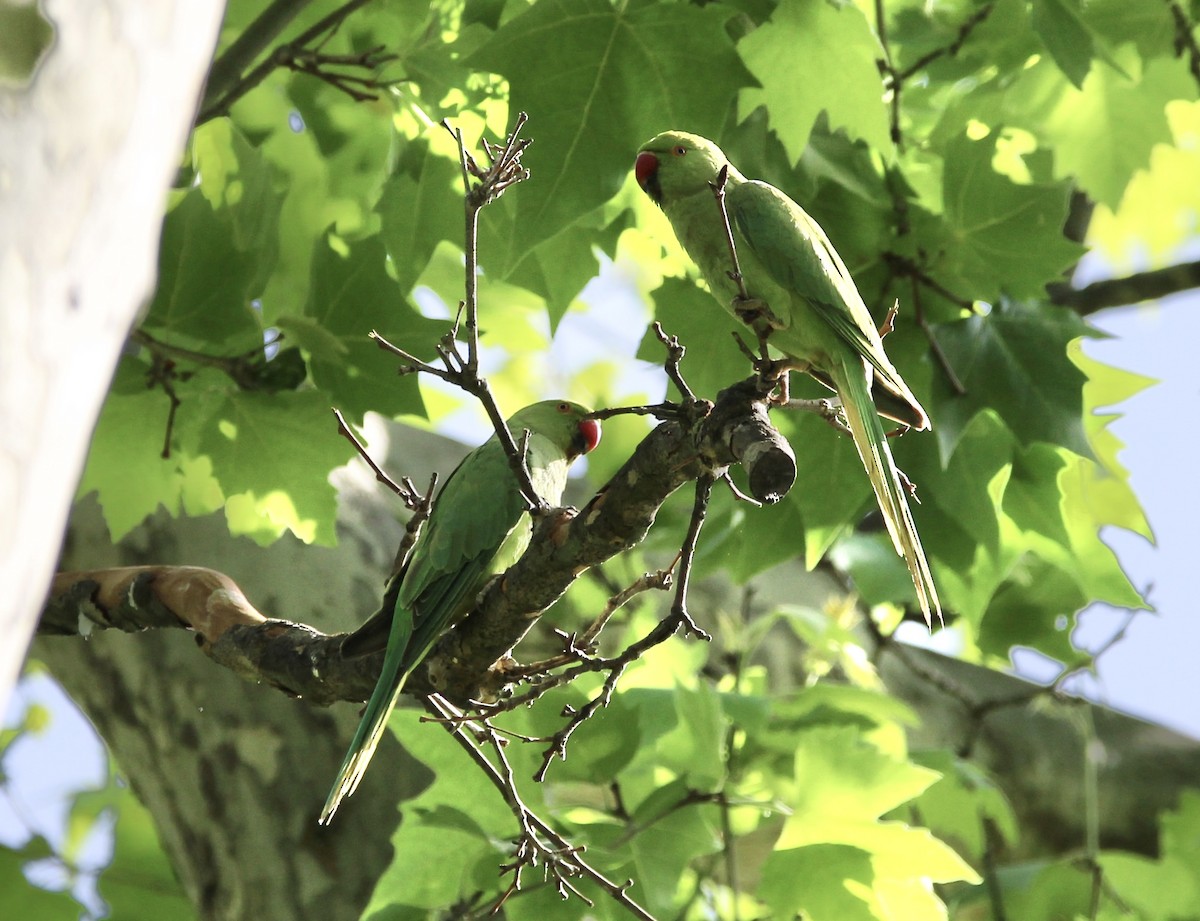 Rose-ringed Parakeet - Randy Maharaj