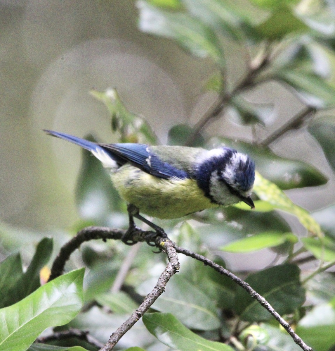 Eurasian Blue Tit - Randy Maharaj