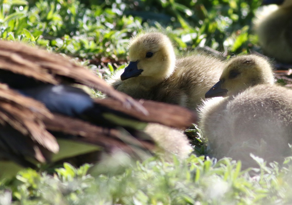 Canada Goose - ML619443869