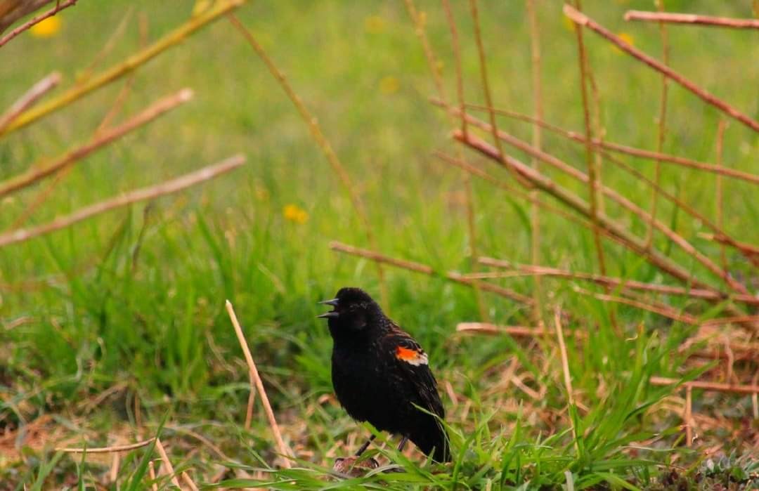 Red-winged Blackbird - Dorina Déraspe