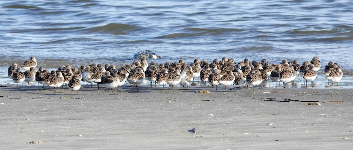 Semipalmated Sandpiper - ML619443884