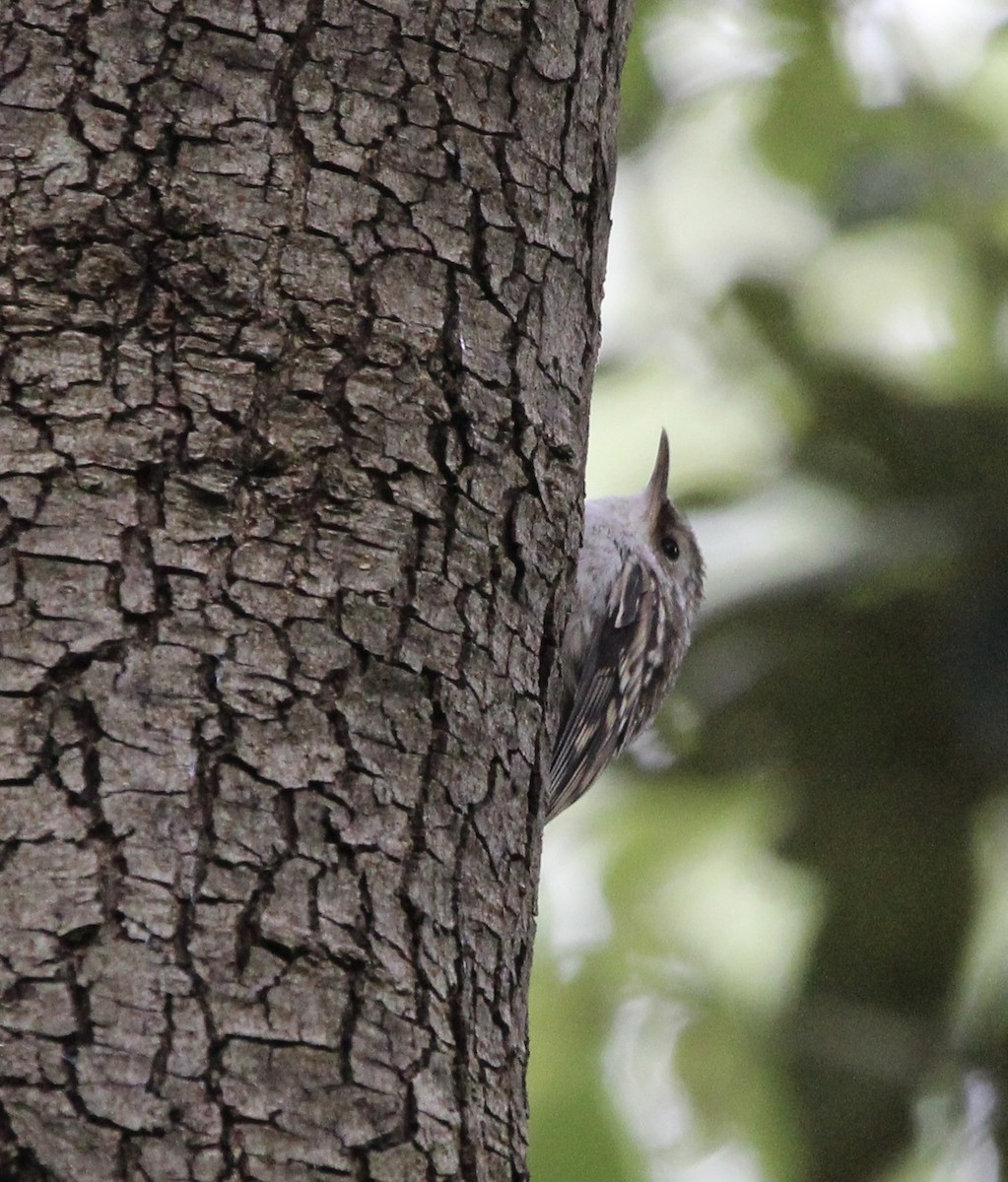 Short-toed Treecreeper - Randy Maharaj