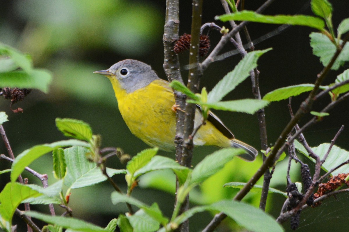 Nashville Warbler - Steve Mierzykowski