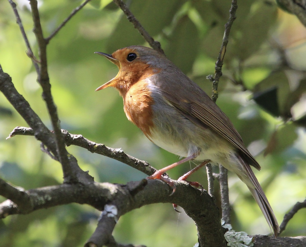 European Robin - Randy Maharaj