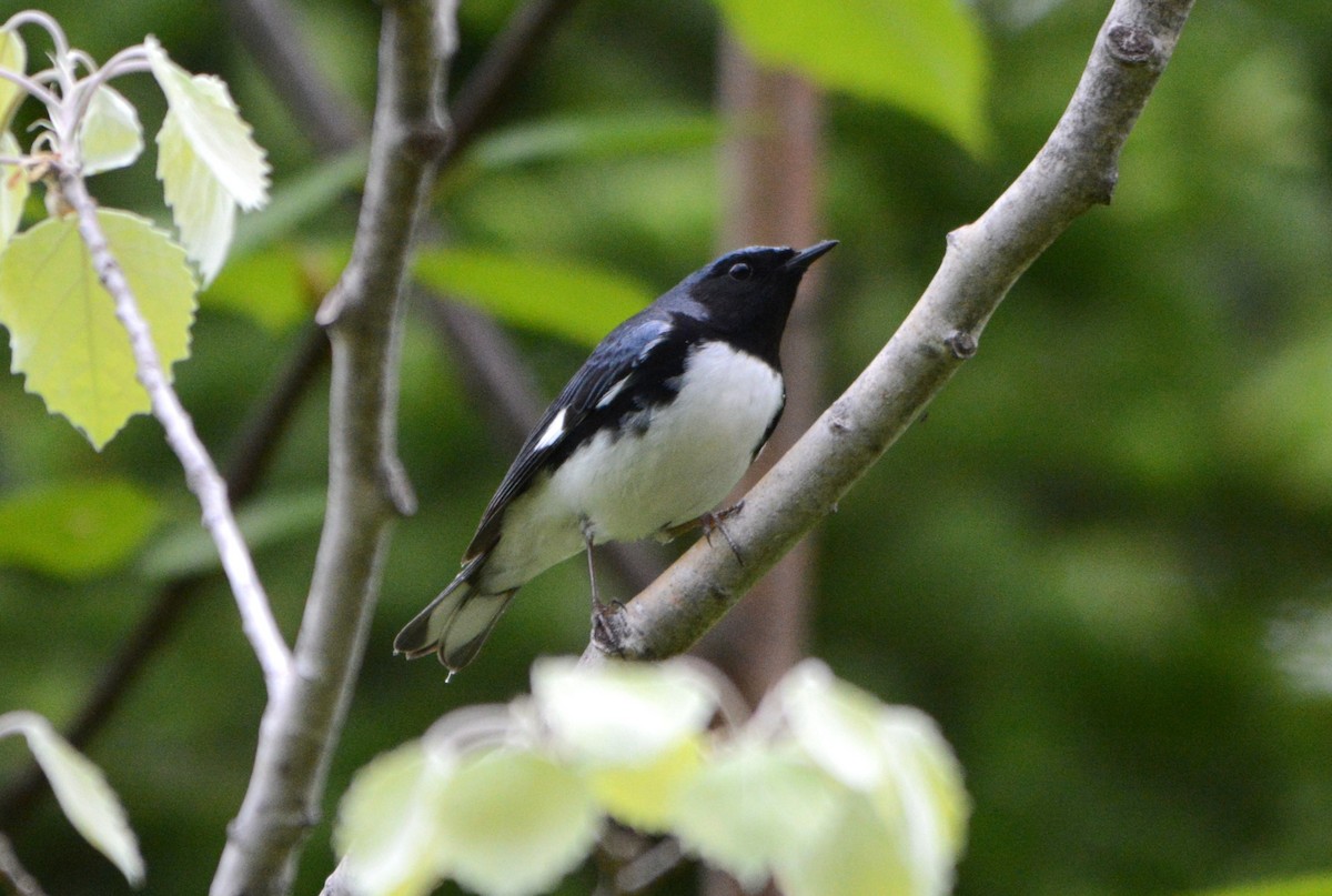 Black-throated Blue Warbler - Steve Mierzykowski