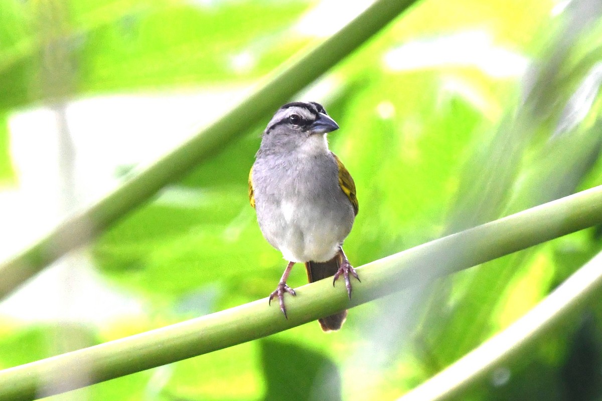 Black-striped Sparrow - Dan Bormann