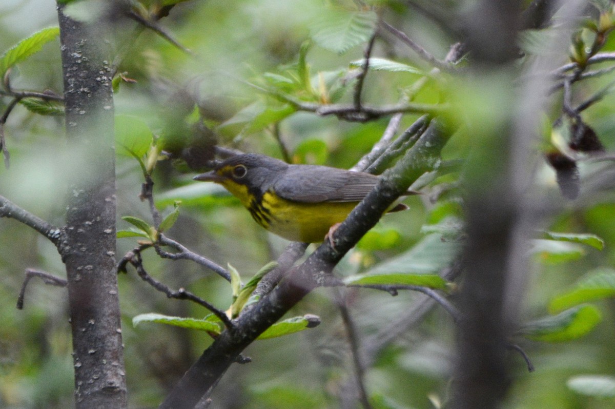 Canada Warbler - Steve Mierzykowski