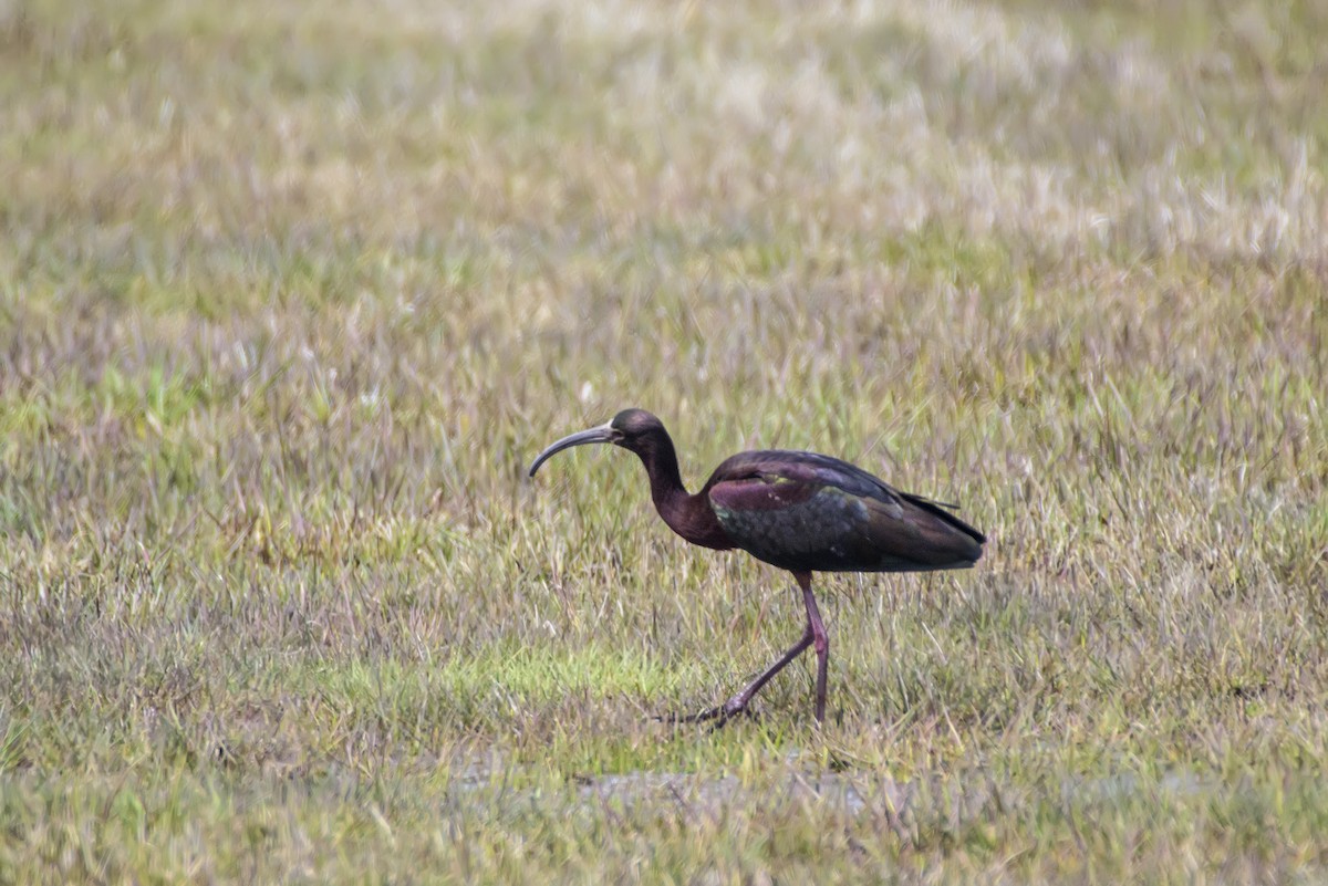 Glossy/White-faced Ibis - Anatoly Tokar