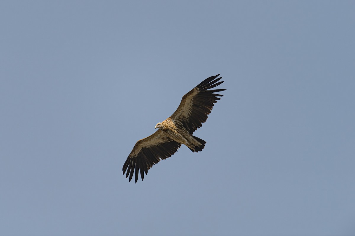 Himalayan Griffon - Sudhir Paul