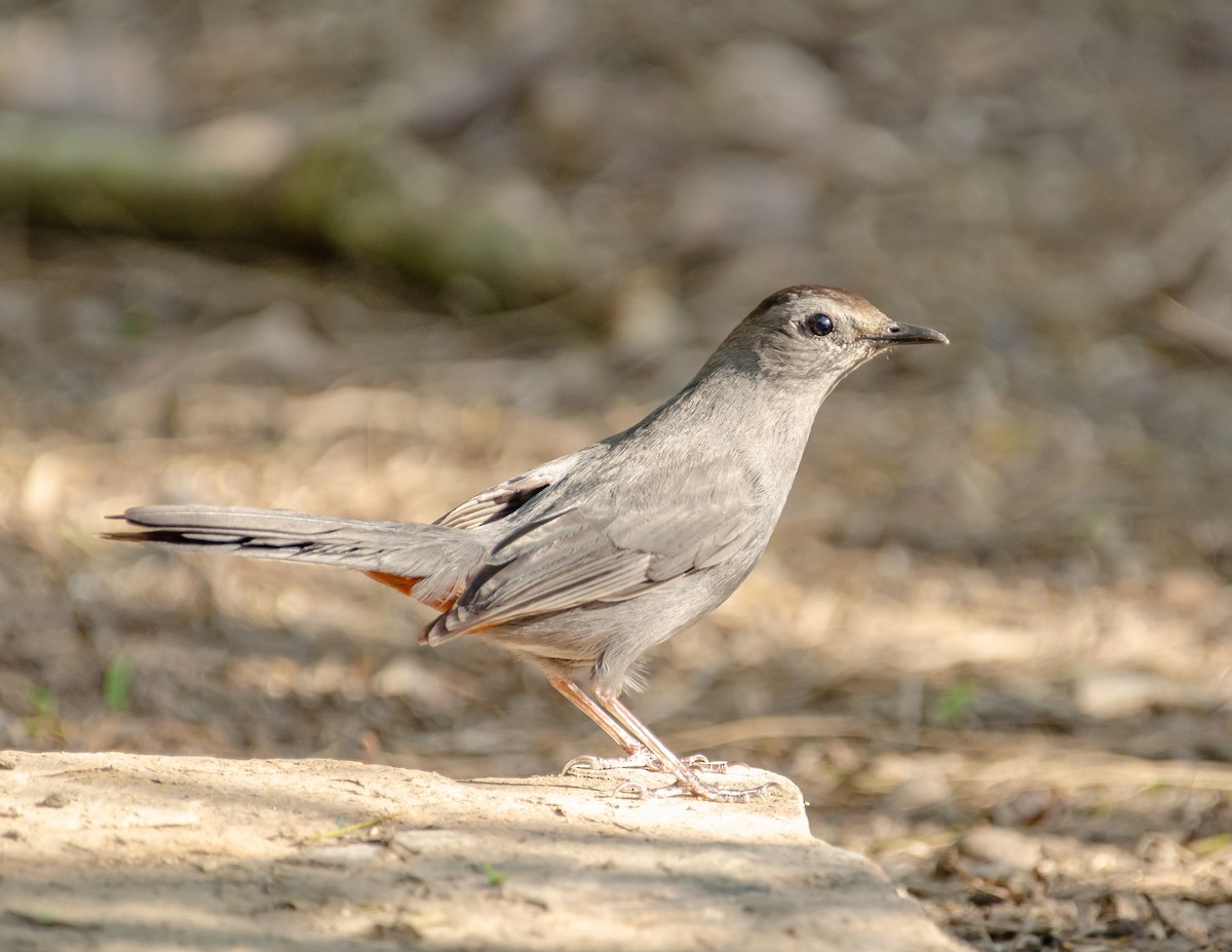 Gray Catbird - Andrea Salas