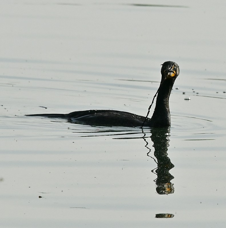 Double-crested Cormorant - Regis Fortin