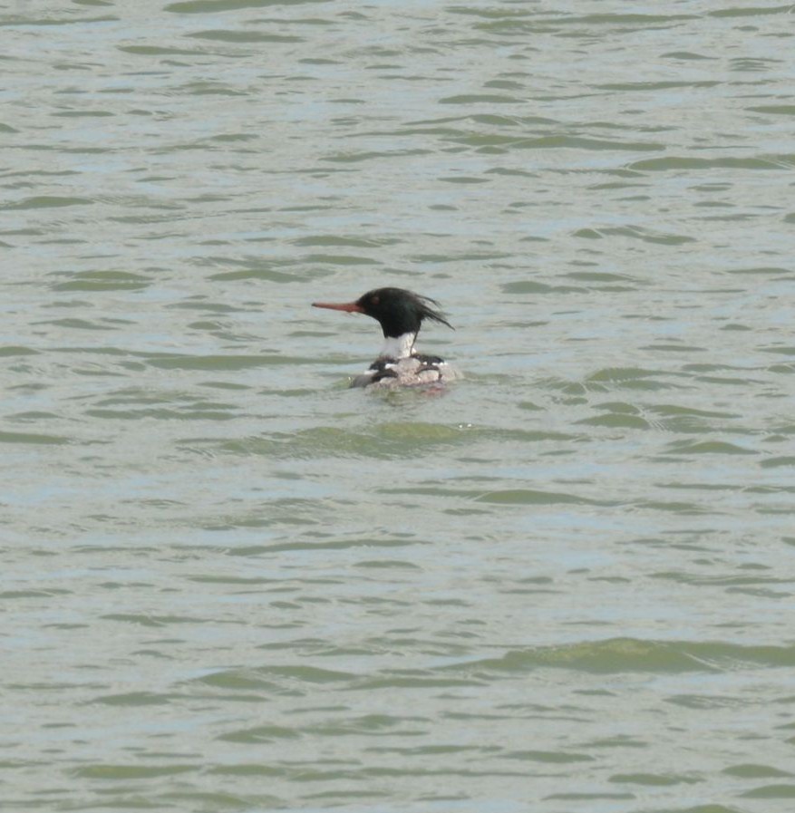 Red-breasted Merganser - Daniel DeLapp