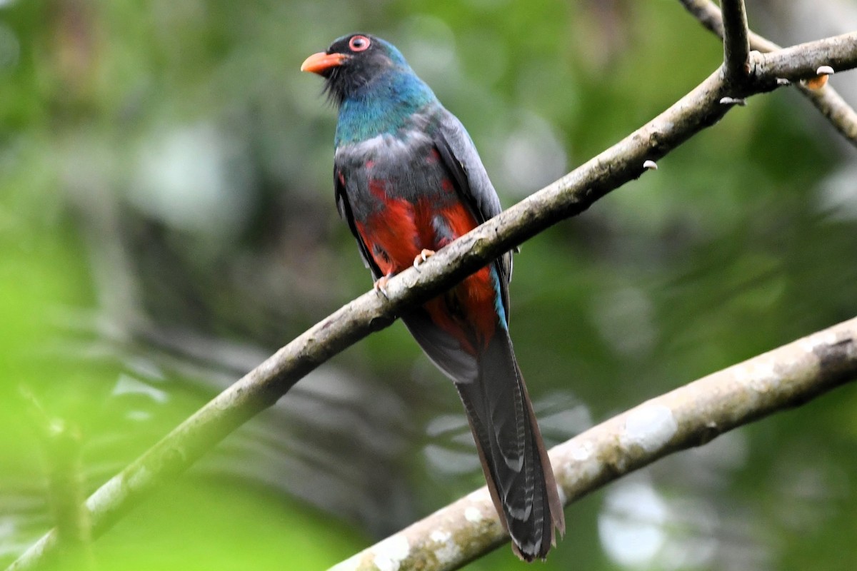 Slaty-tailed Trogon (Massena) - ML619443943