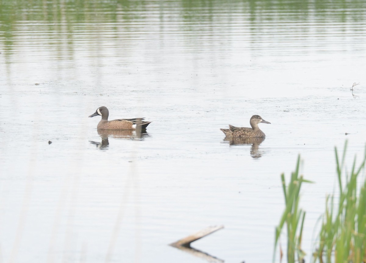 Blue-winged Teal - Daniel DeLapp