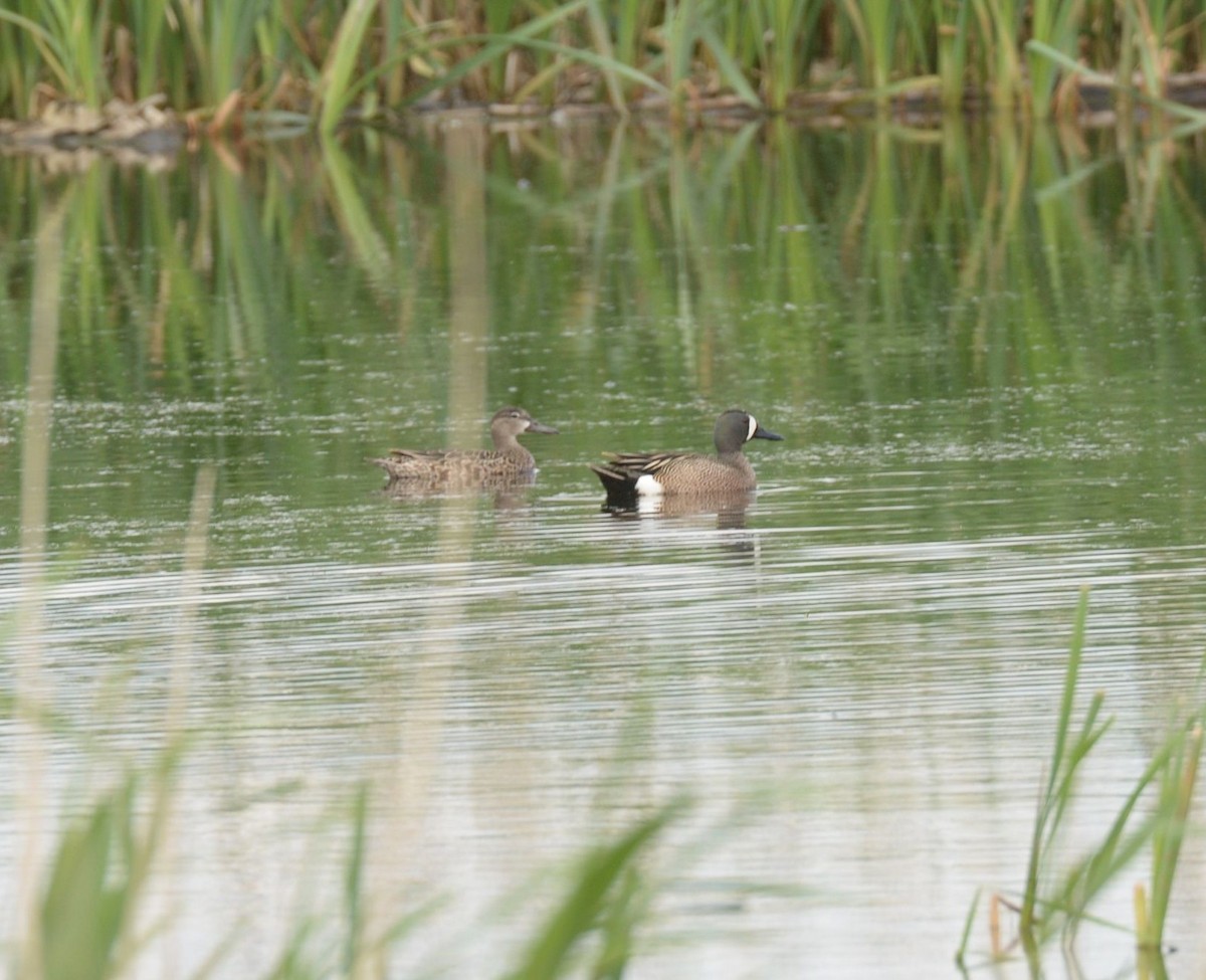 Blue-winged Teal - Daniel DeLapp