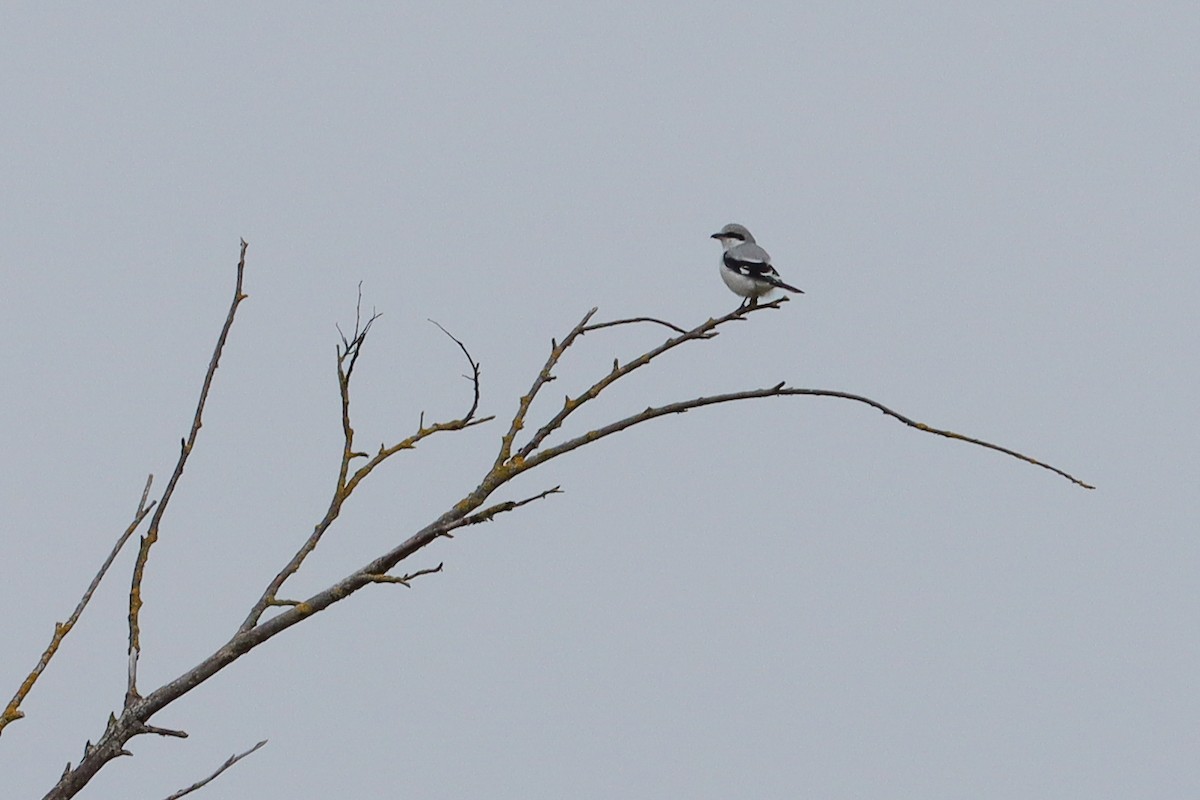 Great Gray Shrike - ML619443947