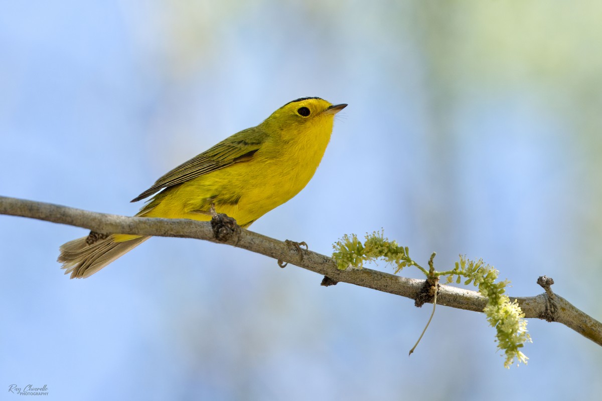 Wilson's Warbler - Ray Chiarello