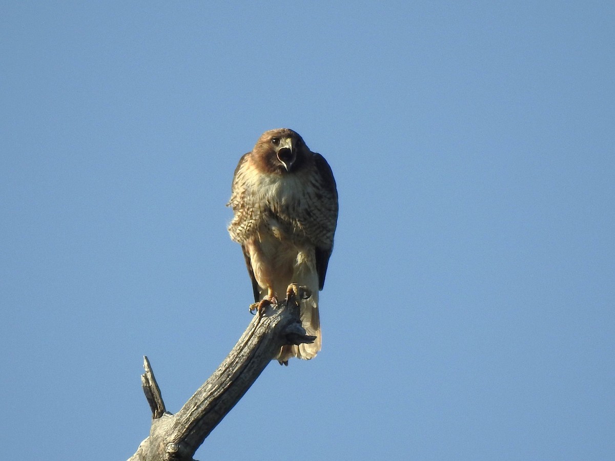 Red-tailed Hawk - ML619443961