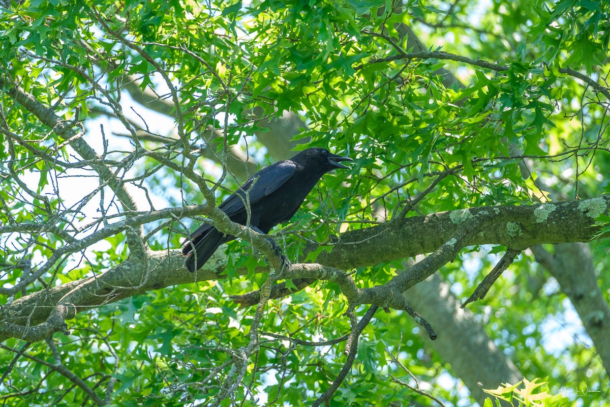 American Crow - Khürt Williams