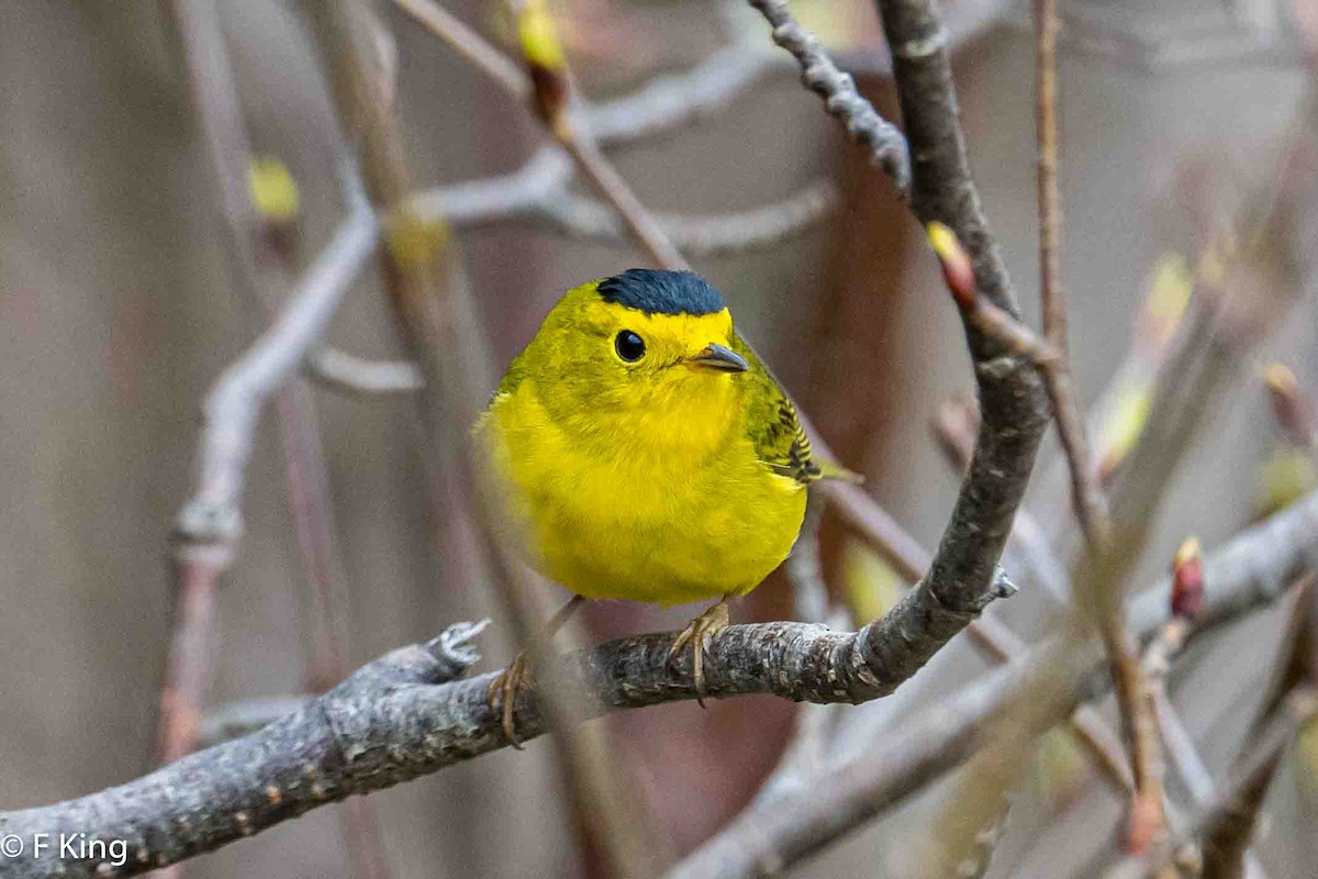 Wilson's Warbler - Frank King