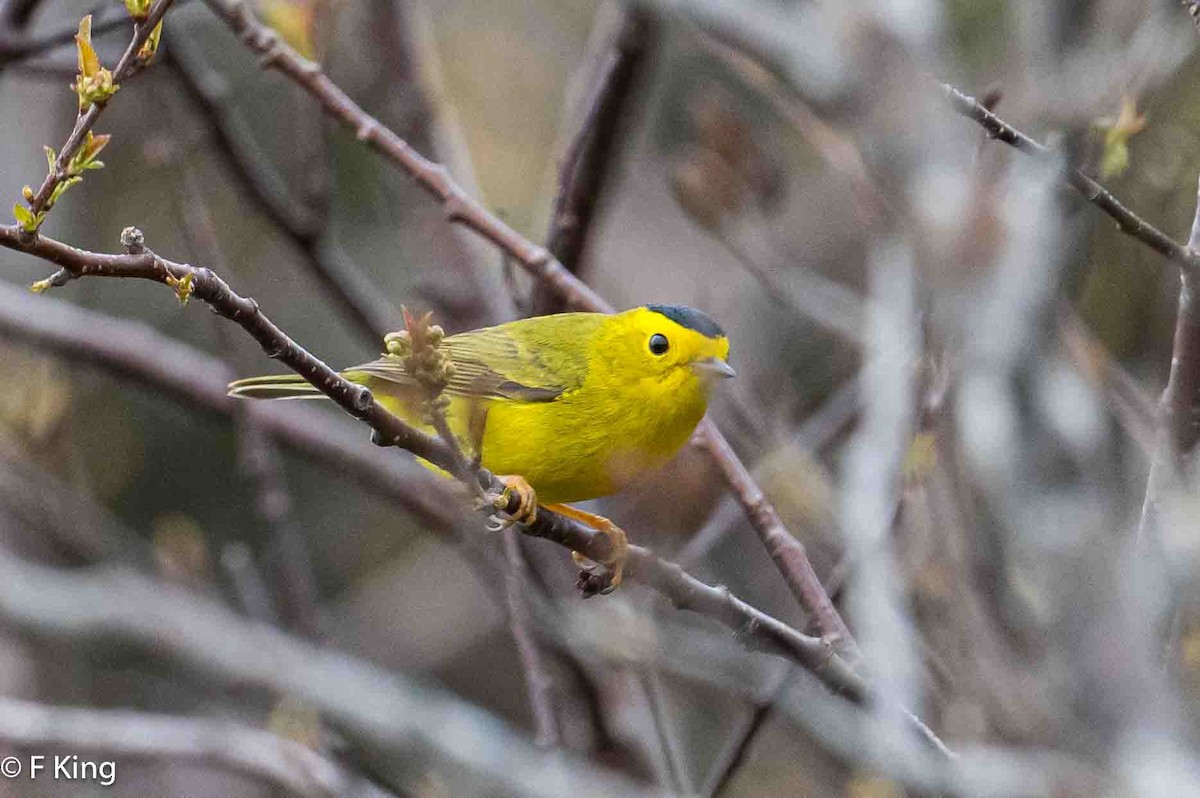 Wilson's Warbler - Frank King