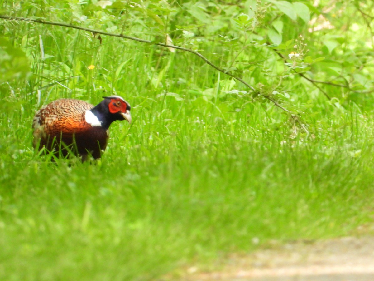 Ring-necked Pheasant - Angela Frohring