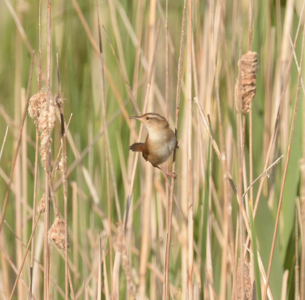 Marsh Wren - Daniel DeLapp