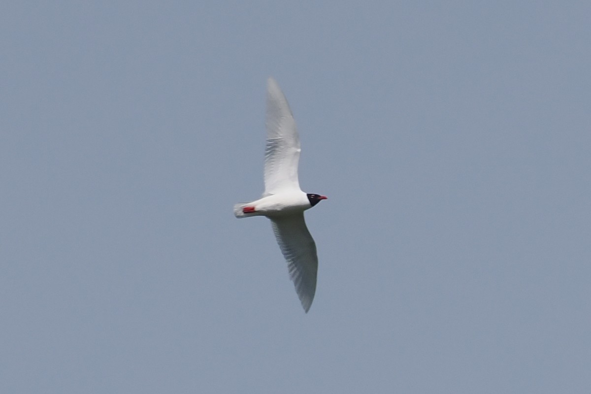 Mediterranean Gull - Donna Pomeroy