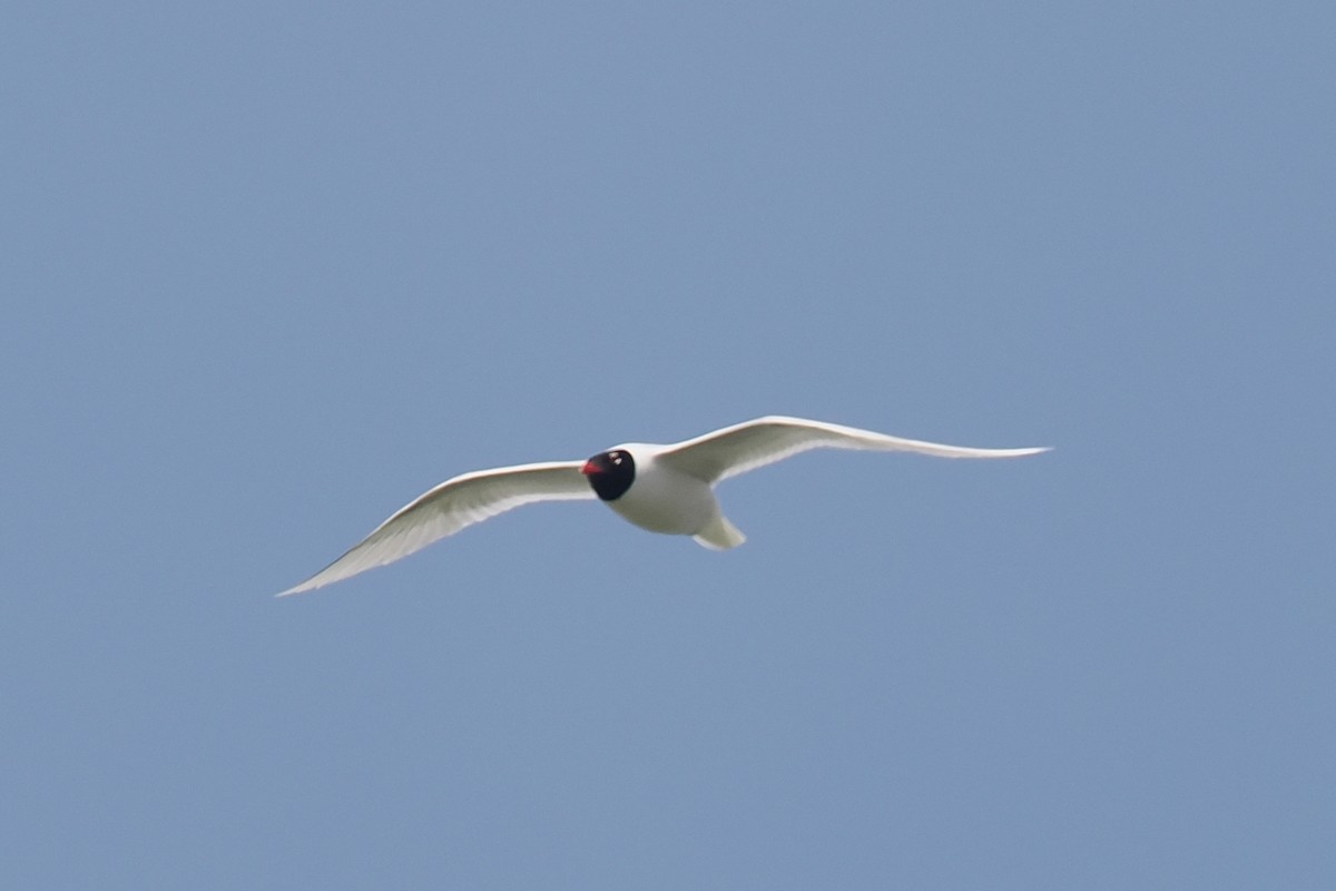 Mediterranean Gull - Donna Pomeroy