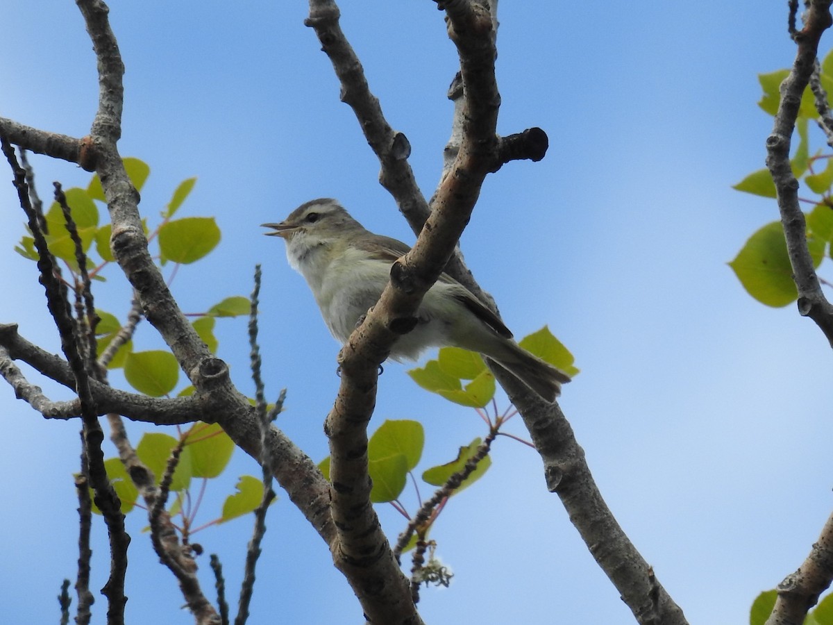 Warbling Vireo - ML61944401